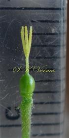  Pistil